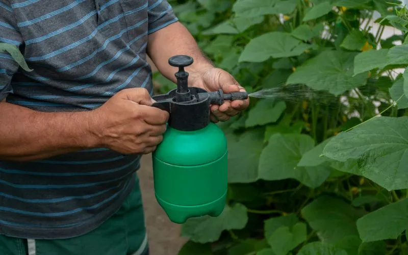 Phân Kali đỏ thích hợp để bón thúc