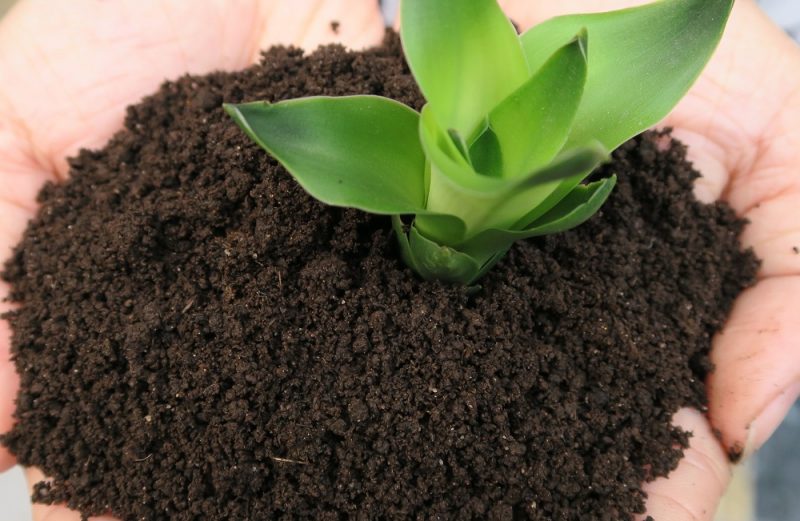 Cách Bón Phân Trùn Quế Hiệu Quả: Bí Quyết Cho Vườn Cây Xanh Tốt Quanh Năm