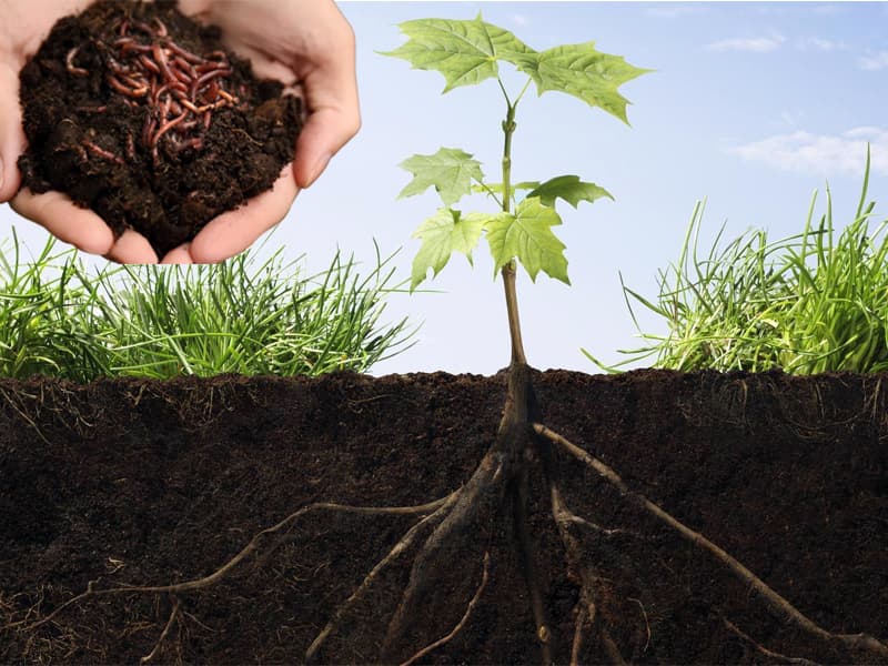 Cách Bón Phân Vi Sinh: Hướng Dẫn Chi Tiết Để Tăng Năng Suất Vượt Trội