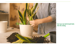 Cách chăm cây lưỡi hổ cho cây bền đẹp, tươi tốt