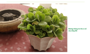 Cách chăm cây sống đời giúp cây luôn tươi tốt quanh năm