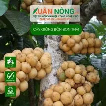 Cây giống bòn bon Thái chuẩn bị được đưa xuống hố trồng thực tế