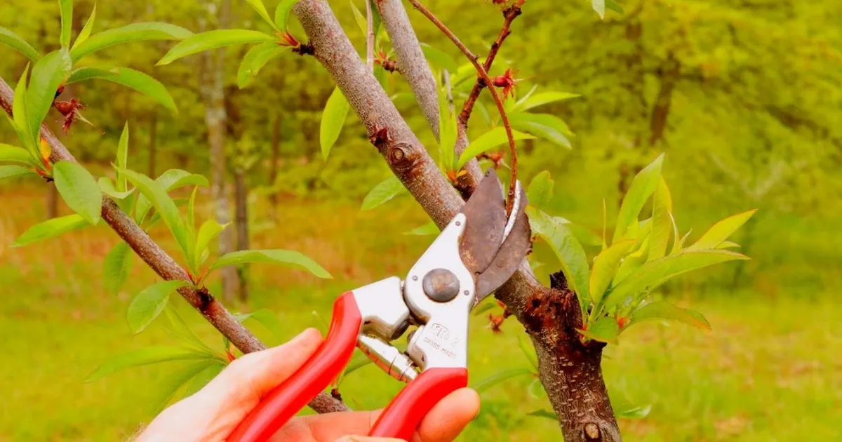 Kiểm tra tình trạng cành, lá và rễ cây đào sau Tết