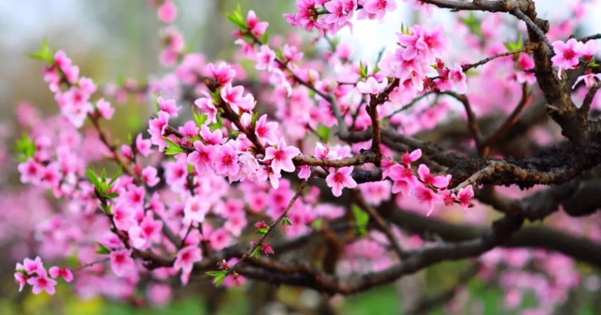 Điều chỉnh ánh sáng gián tiếp giúp cây đào phục hồi tốt sau Tết