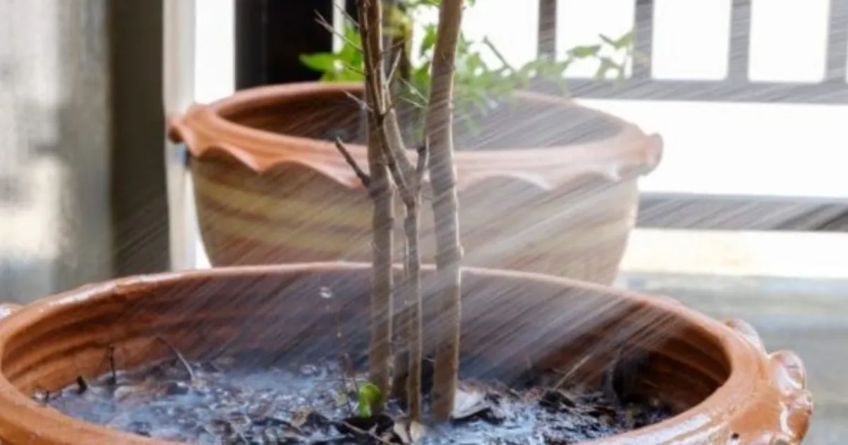 Cây đào được tưới đủ nước và ánh sáng sẽ phát triển nụ tốt