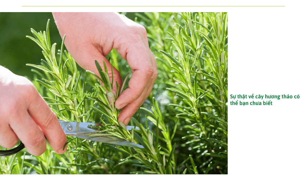 Cách chăm sóc cây hương thảo giúp cây luôn sống tốt