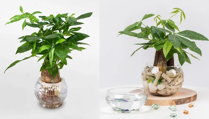 Cách chăm sóc cây kim ngân đúng kỹ thuật giúp cây phát triển bền vững