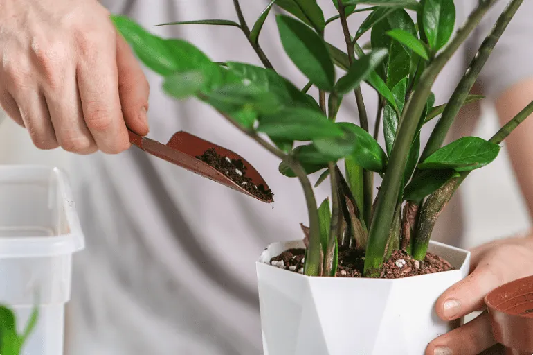 Cách chăm sóc cây kim tiền tại nhà