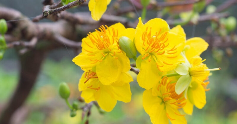 Cách Chăm Sóc Cây Mai Vàng Trong Chậu Toàn Diện Sau Tết