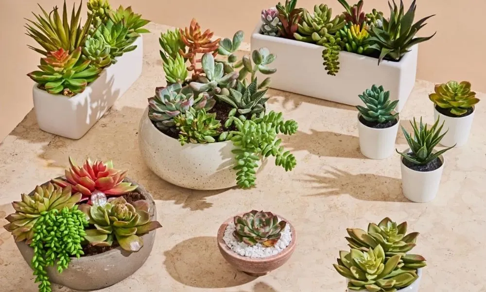 Sen đá có lá mọng nước xếp hình hoa sen, dễ trồng và chăm sóc