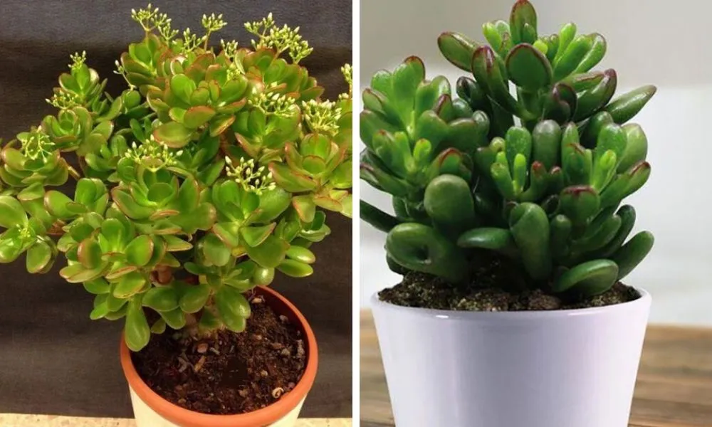 Sen đá ngọc bích mang ý nghĩa tài lộc