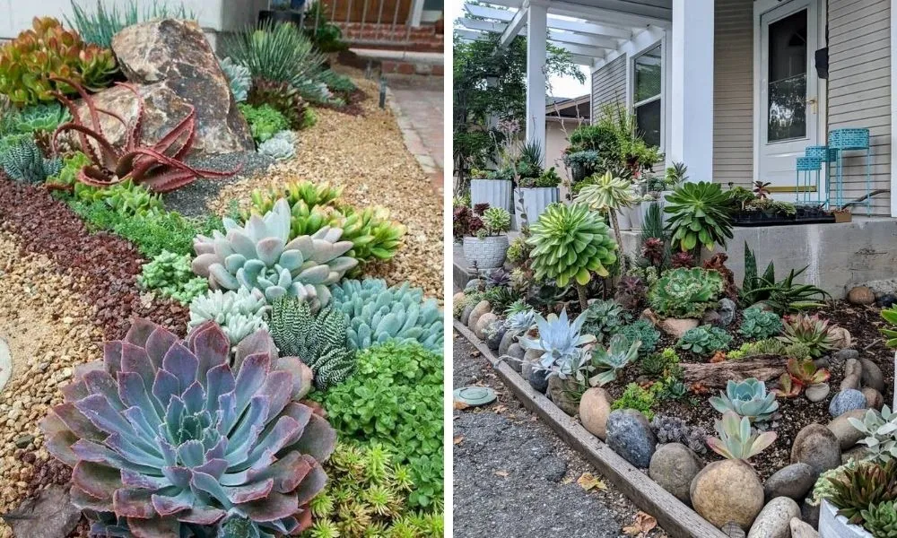 Sen đá mang ý nghĩa phong thủy về sự bền bỉ và tình yêu vĩnh cửu