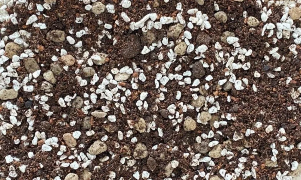 Công thức trộn đất trồng sen đá thoát nước tốt