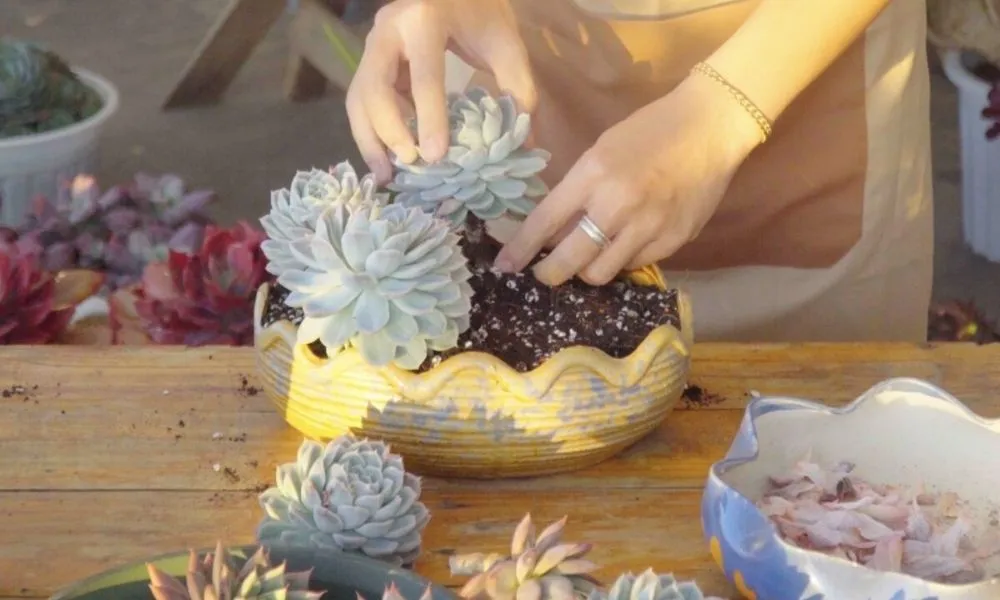 Cách thay chậu sen đá đúng kỹ thuật