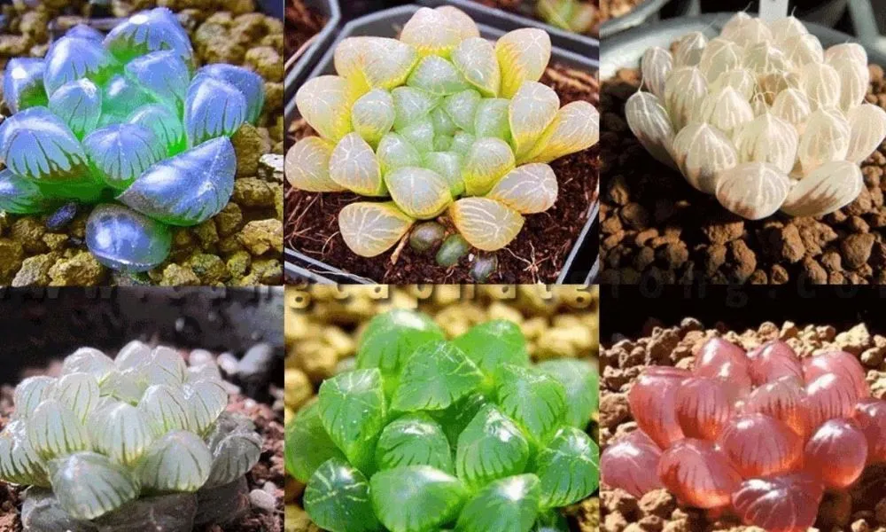 Sen đá kim cương có lá trong suốt đẹp mắt