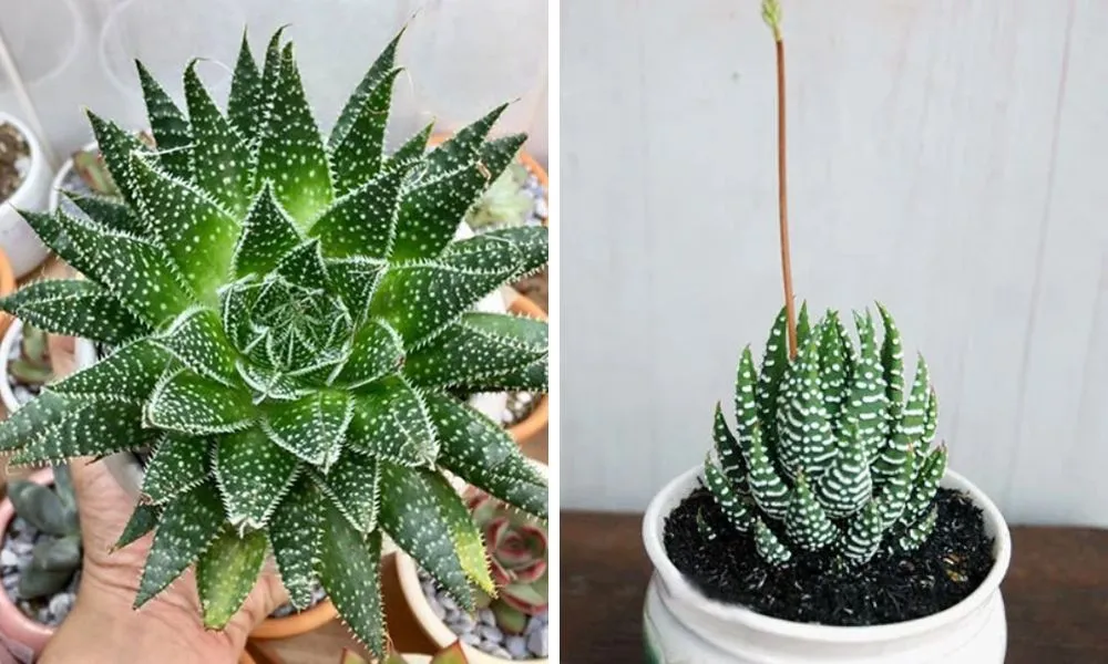 Sen đá móng rồng chịu hạn tốt