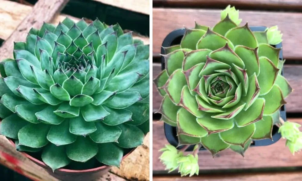 Sen đá phật bà dáng tròn đẹp