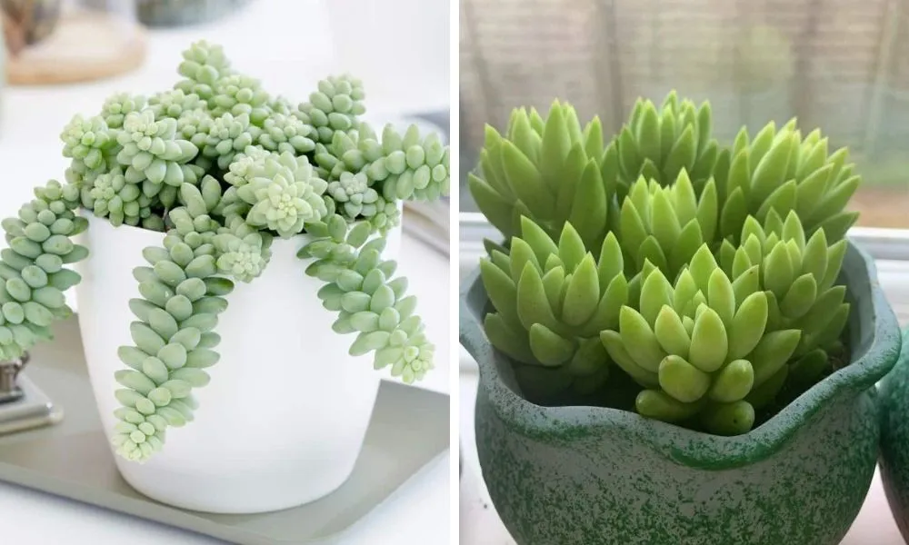 Sen đá chuỗi ngọc thân rũ độc đáo