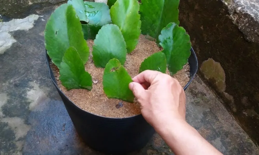 Phương pháp trồng cây sống đời bằng lá