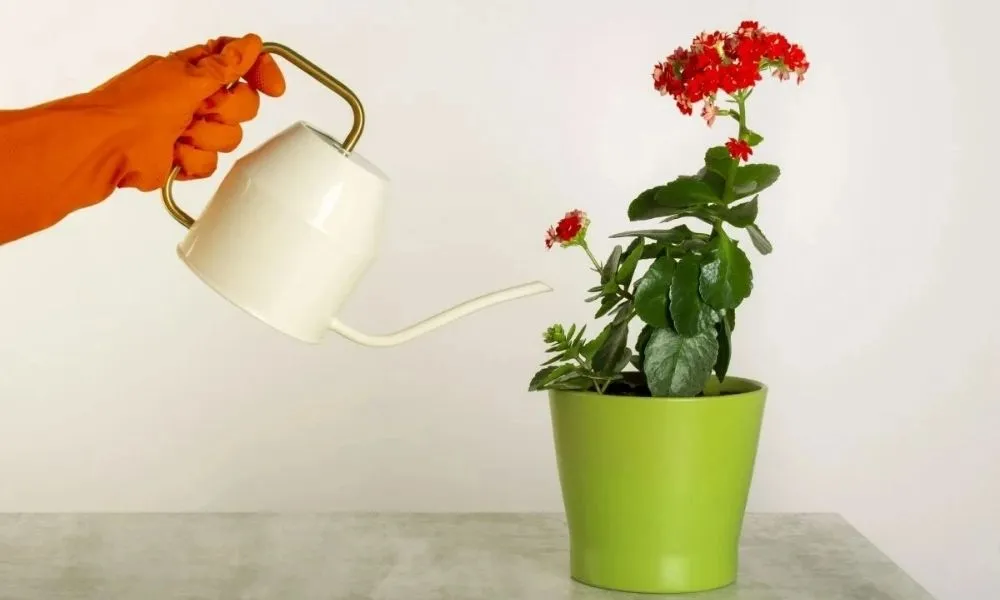 Cách tưới nước cho cây sống đời