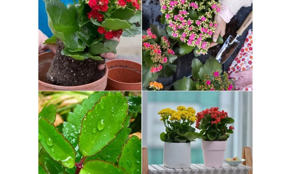 Cách chăm sóc cây sống đời mini và cây sống đời kép