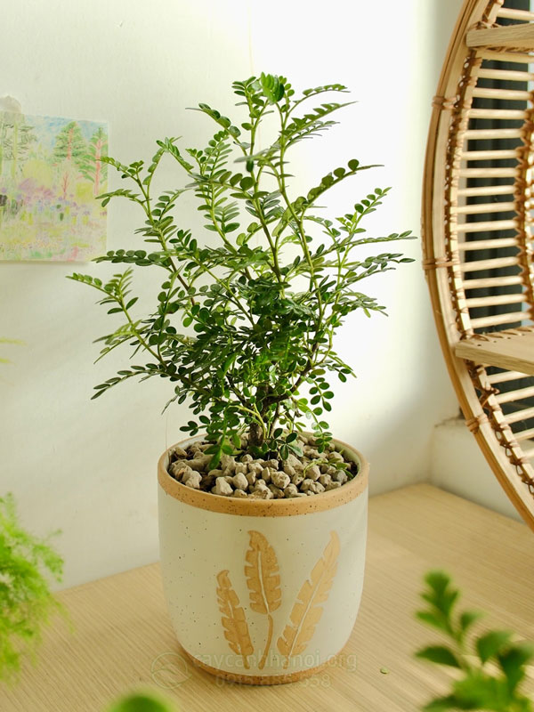 Cây Nguyệt Quế Trồng Trong Nhà Được Không? Hướng Dẫn Chăm Sóc Chi Tiết