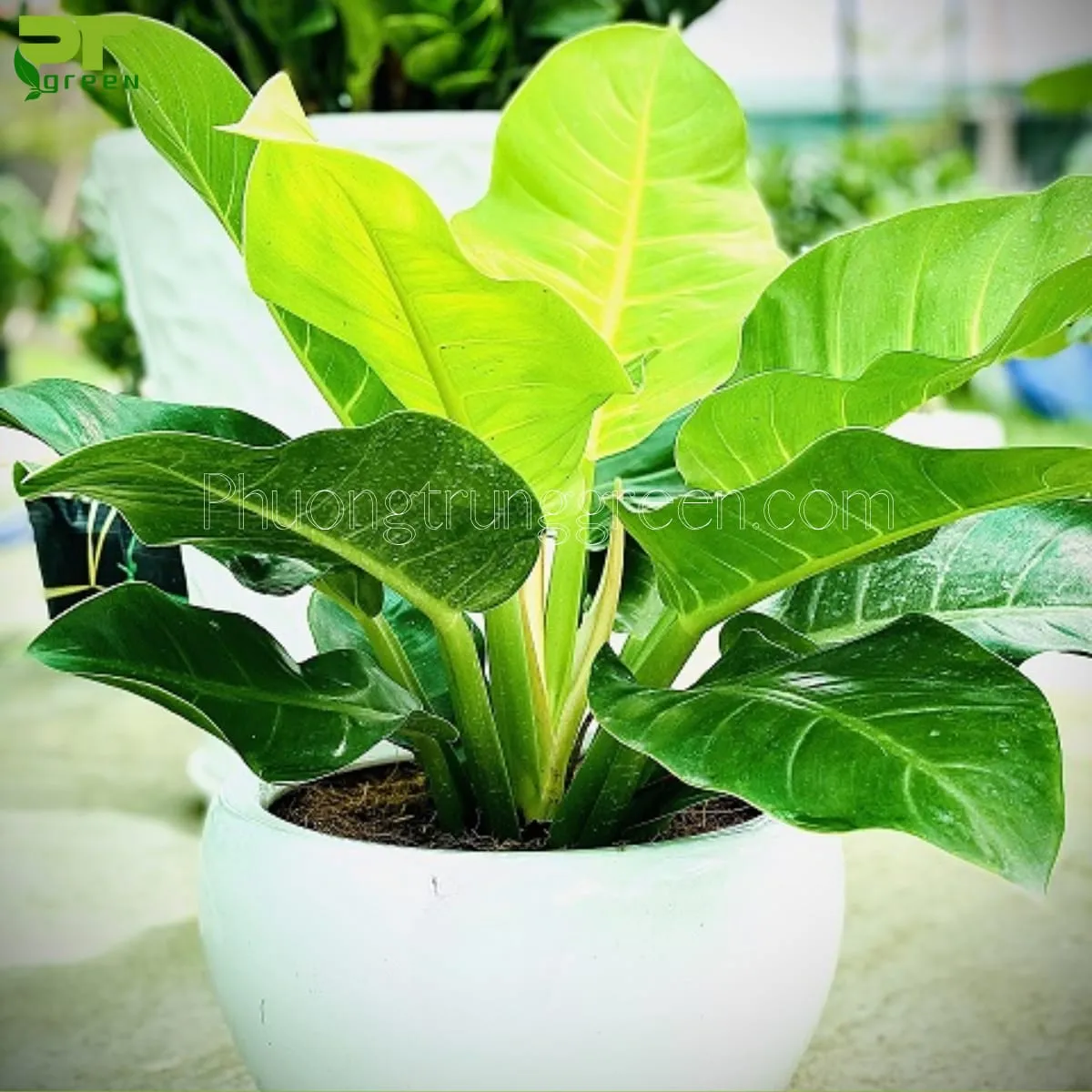 Cách chăm sóc cây trầu bà đế vương đúng kỹ thuật