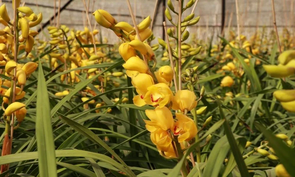 Hoa địa lan sau Tết cần được chăm sóc đúng cách để phục hồi