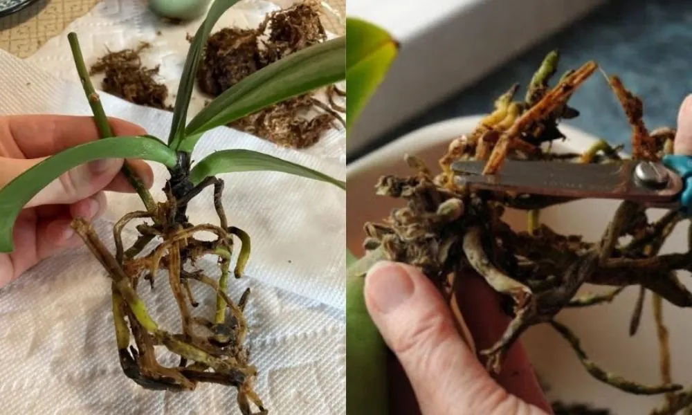 Xử lý rễ và nấm bệnh cho địa lan