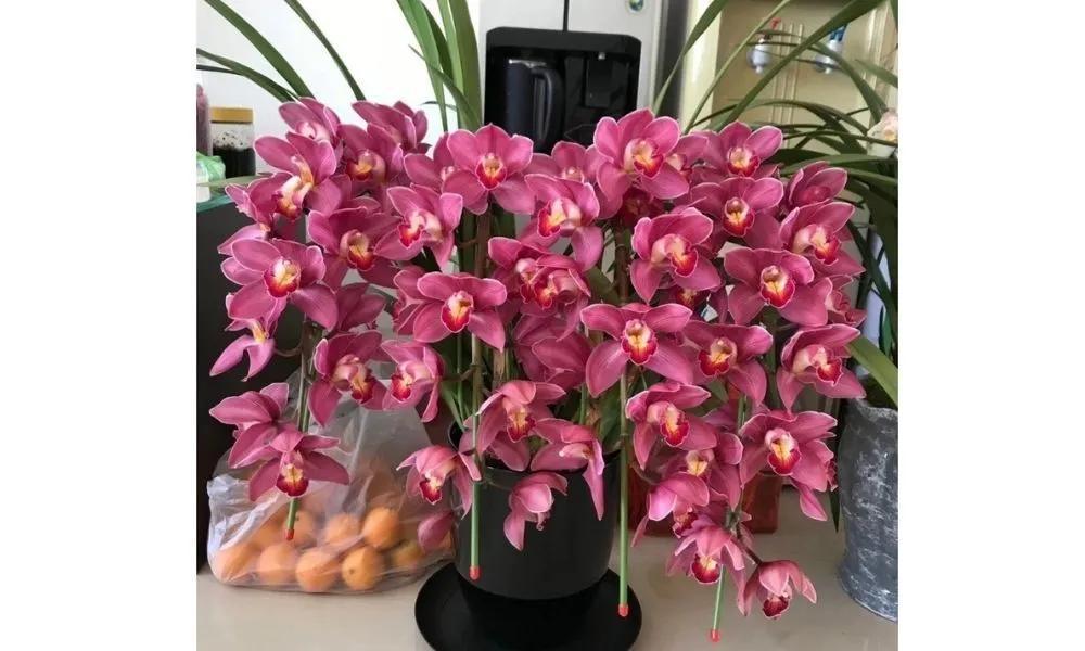 Kích hoa địa lan đúng dịp Tết