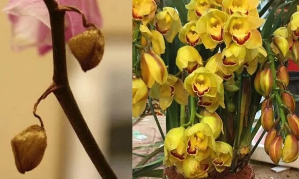 Các vấn đề thường gặp khi chăm sóc địa lan