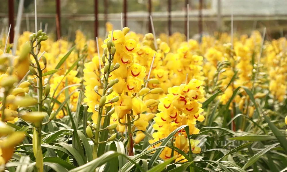 Câu hỏi thường gặp về chăm sóc địa lan