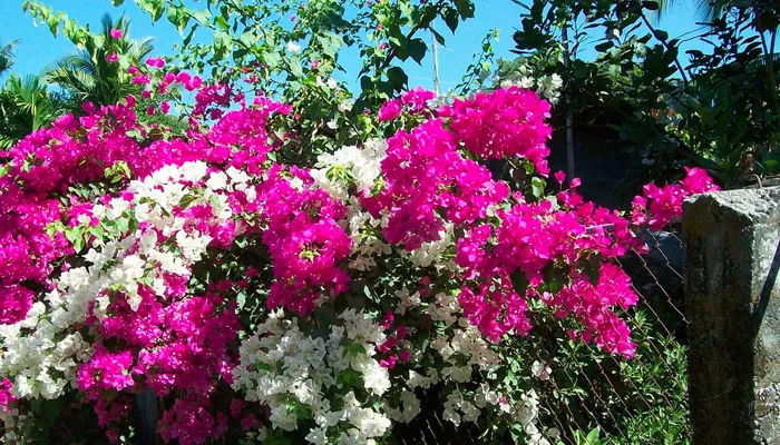 Cách chăm cây hoa giấy ra hoa đúng dịp Tết 2023