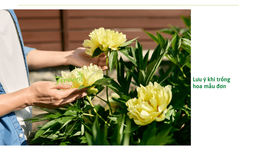 cach-cham-soc-hoa-mau-don