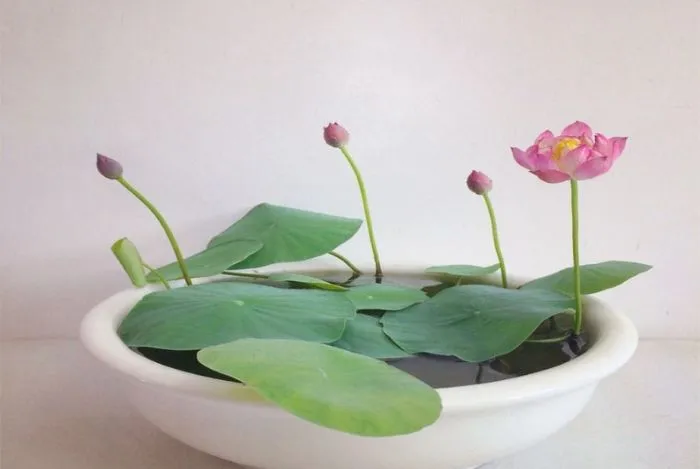 Cách trồng cây hoa sen trong chậu tại nhà