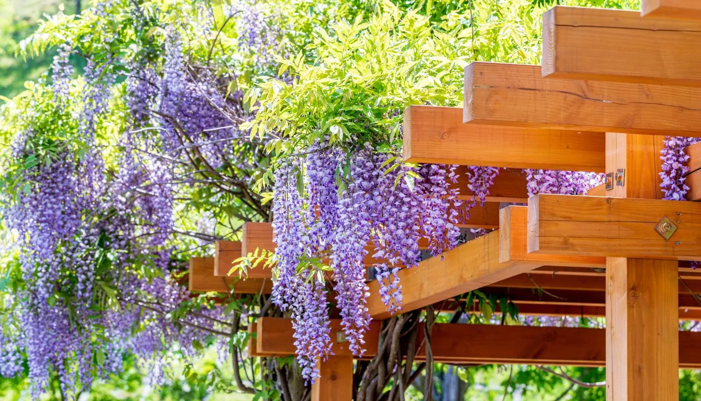 Giàn hoa giúp hoa tử đằng có điểm tựa