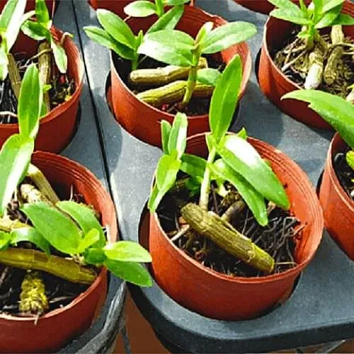 Nhân giống lan Phi Điệp bằng keiki