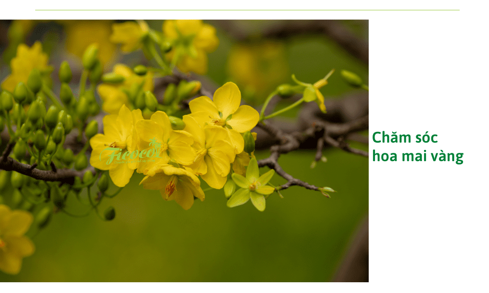 cach-cham-soc-mai-vang-ra-hoa-dung-tet