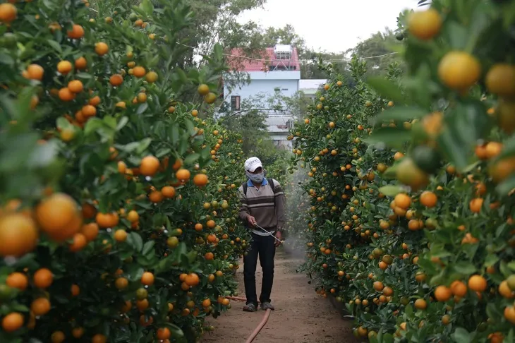 Chăm sóc quất sau Tết