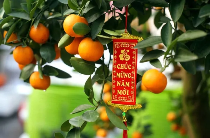 Xử lý rễ quất sau Tết