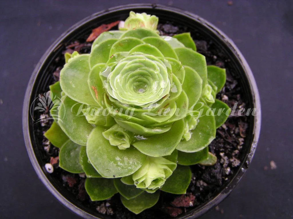 Sen đá hoa hồng xanh với lá xòe rộng trong điều kiện chăm sóc tốt