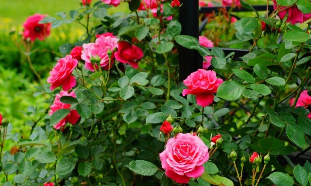 Chăm Sóc Và Bón Phân Cho Hoa Hồng: Bí Quyết Để Vườn Hoa Luôn Rực Rỡ