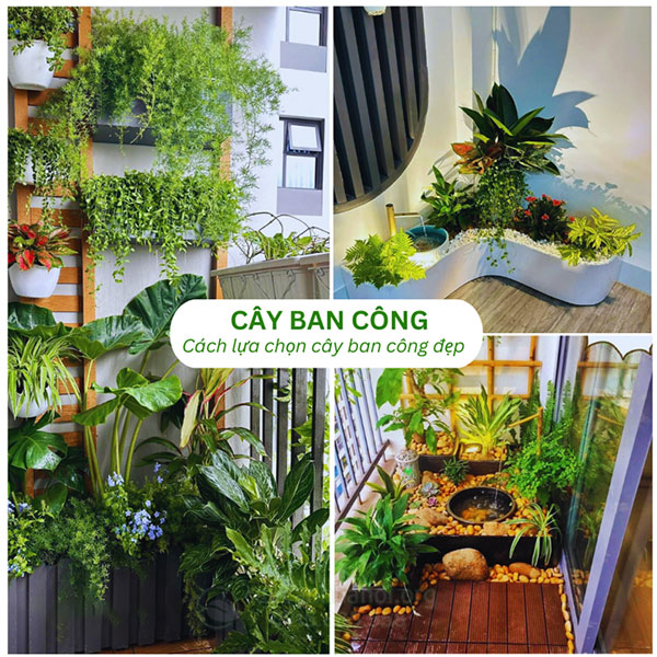 Cây Cảnh Dễ Trồng Ở Ban Công: Bí Quyết Tạo Vườn Xanh Thoáng Đãng