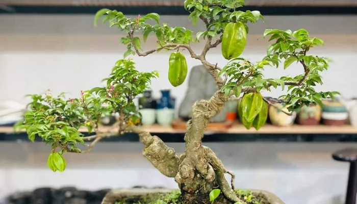 Cách chọn giống khế phù hợp để trồng trong chậu cảnh