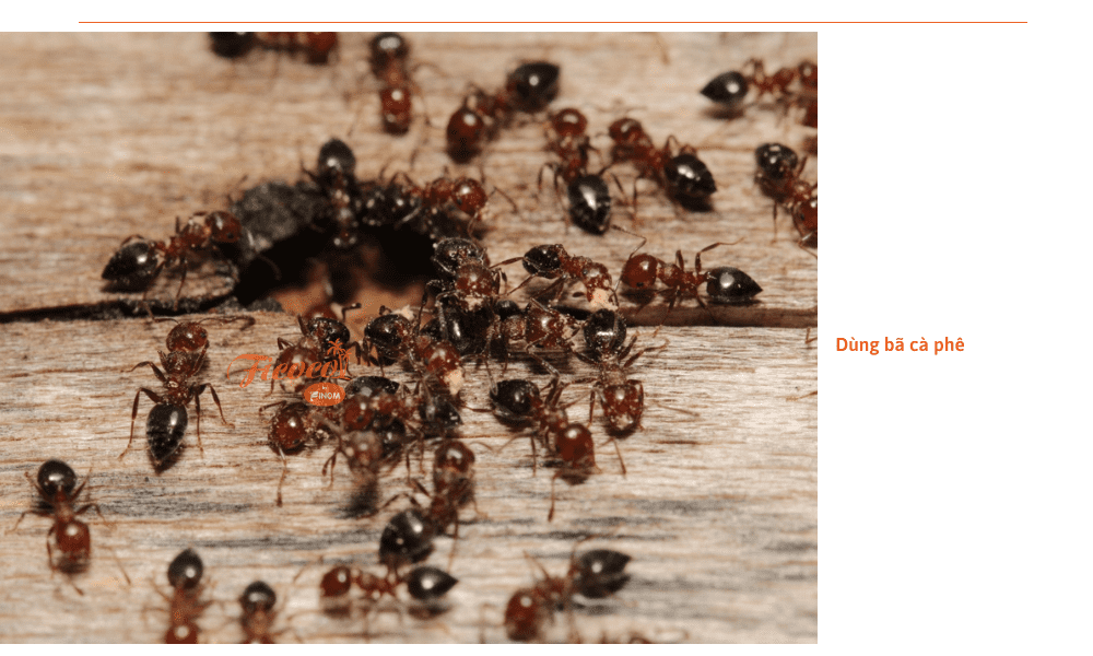 cach-diet-kien-trong-dat