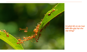 Cách diệt kiến trong đất giúp giảm bệnh, hại cho cây
