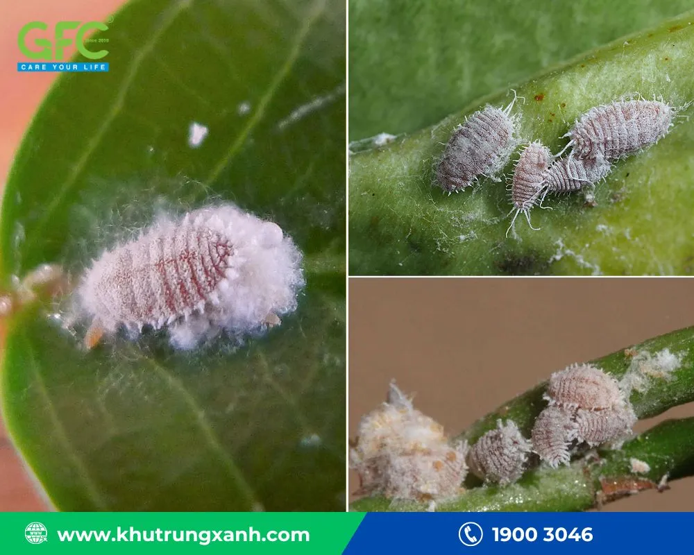 Diệt rệp trắng bằng xà phòng, cồn