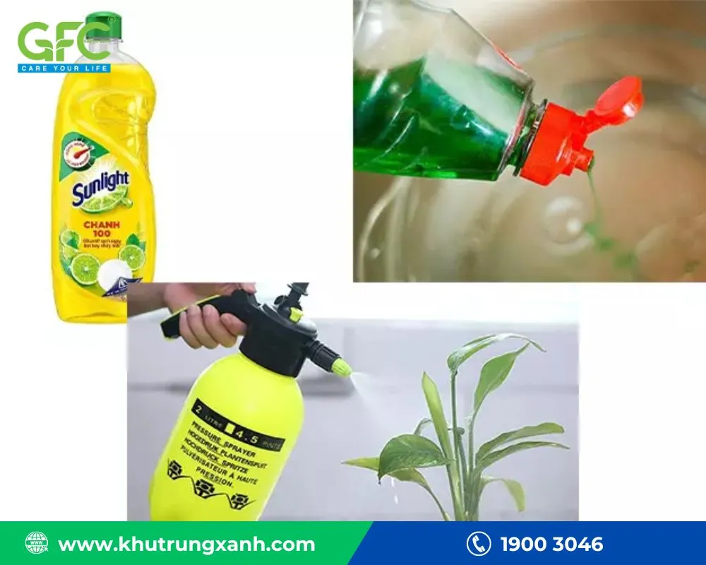 Diệt rệp trắng bằng nước rửa chén 02