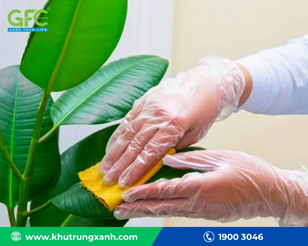 Diệt rệp trắng bằng nước rửa chén 03