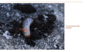 Cách diệt sùng đất an toàn, hiệu quả, không tái phát cho cây trồng nhà bạn